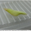 lept sinapis pupa1 volg